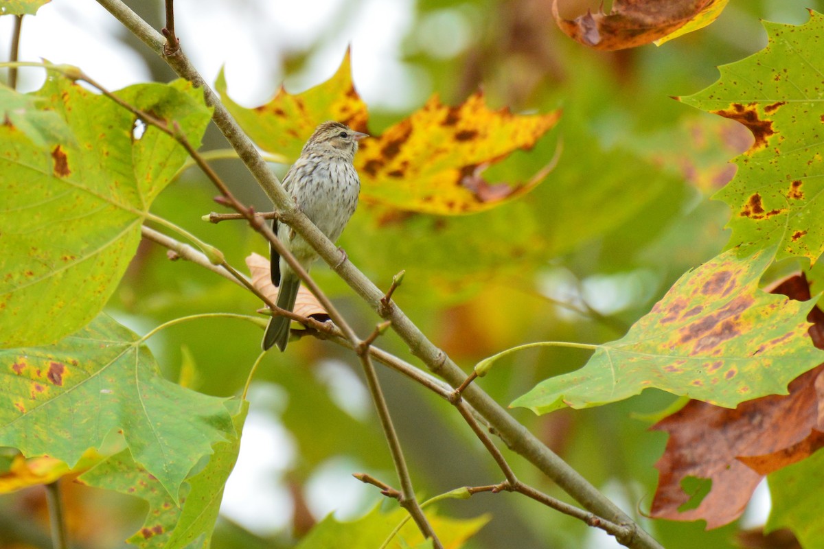 Song Sparrow - ML642228489