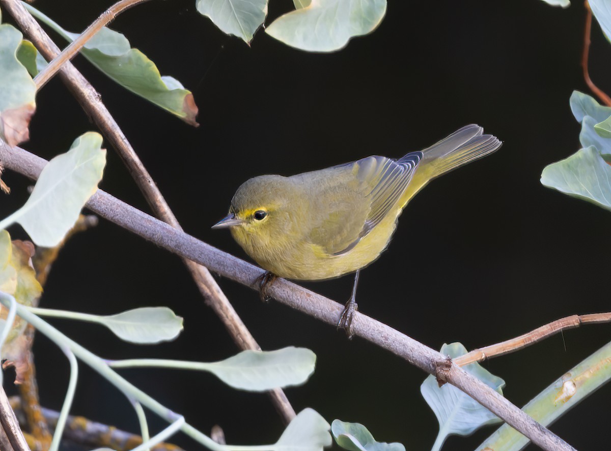 Orange-crowned Warbler (lutescens) - ML642228490