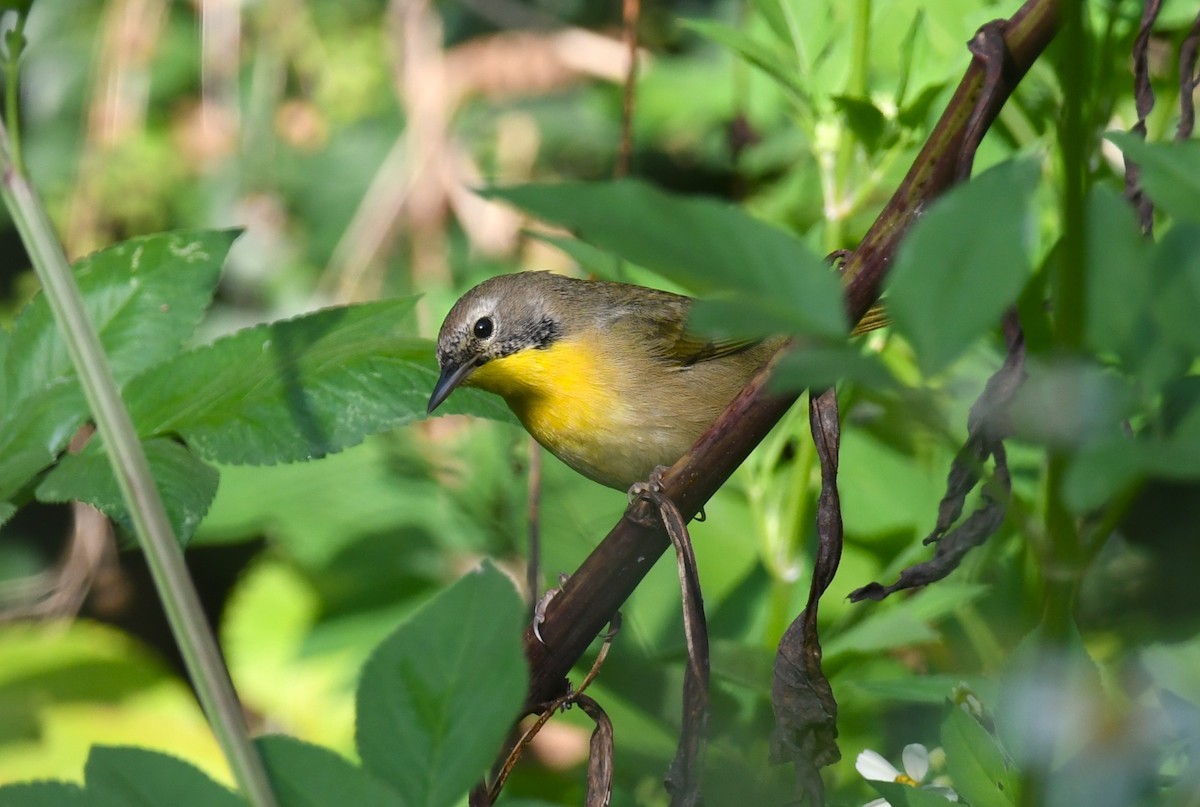 Common Yellowthroat - ML642228495