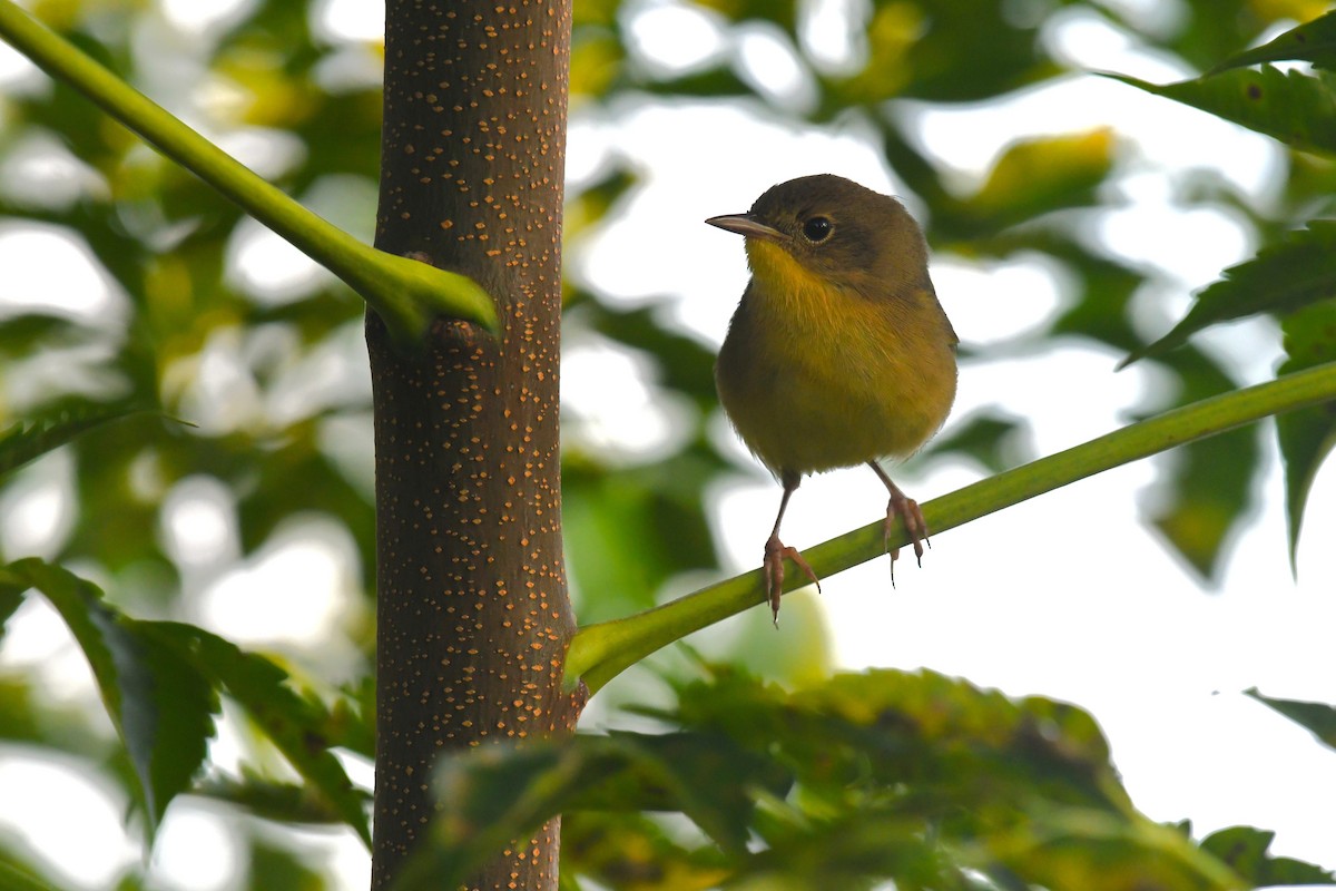 Common Yellowthroat - ML642228496