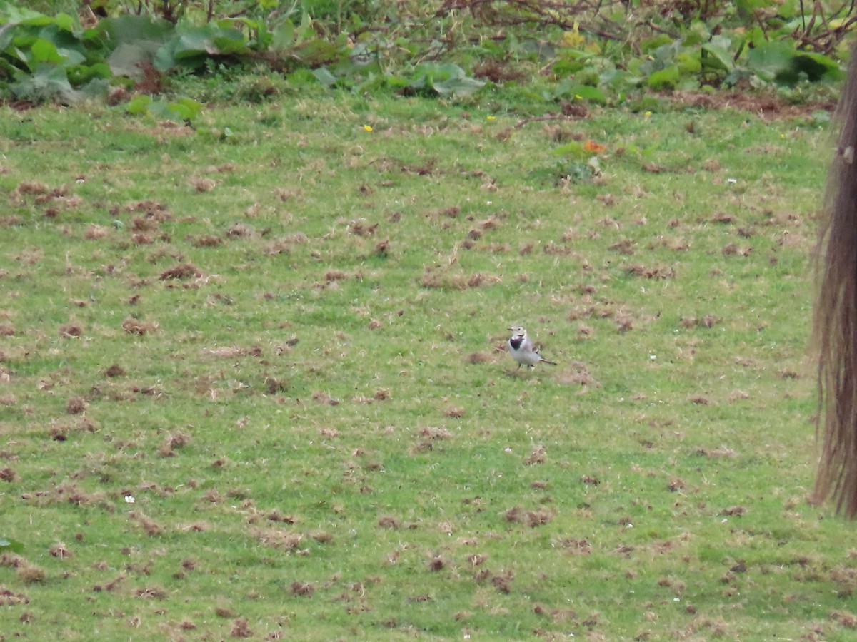 White Wagtail - ML642228497