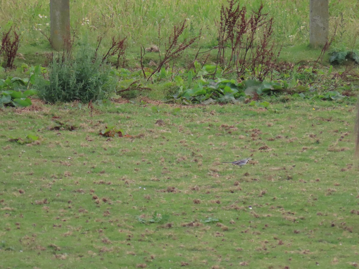 White Wagtail - ML642228498
