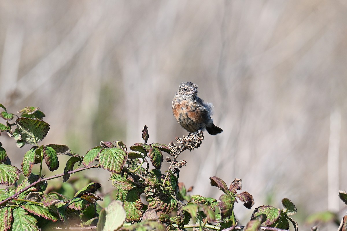 European Stonechat - ML642228503