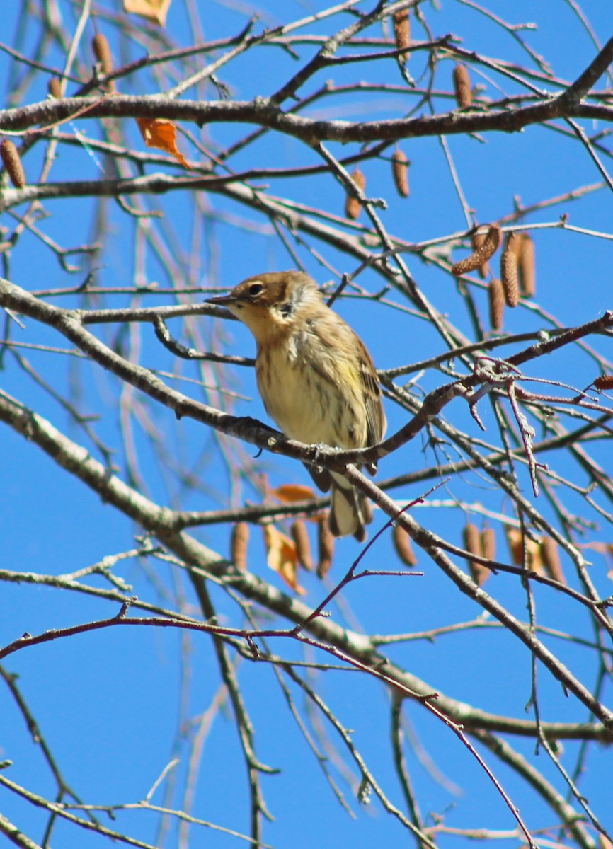 Yellow-rumped Warbler - ML642228504