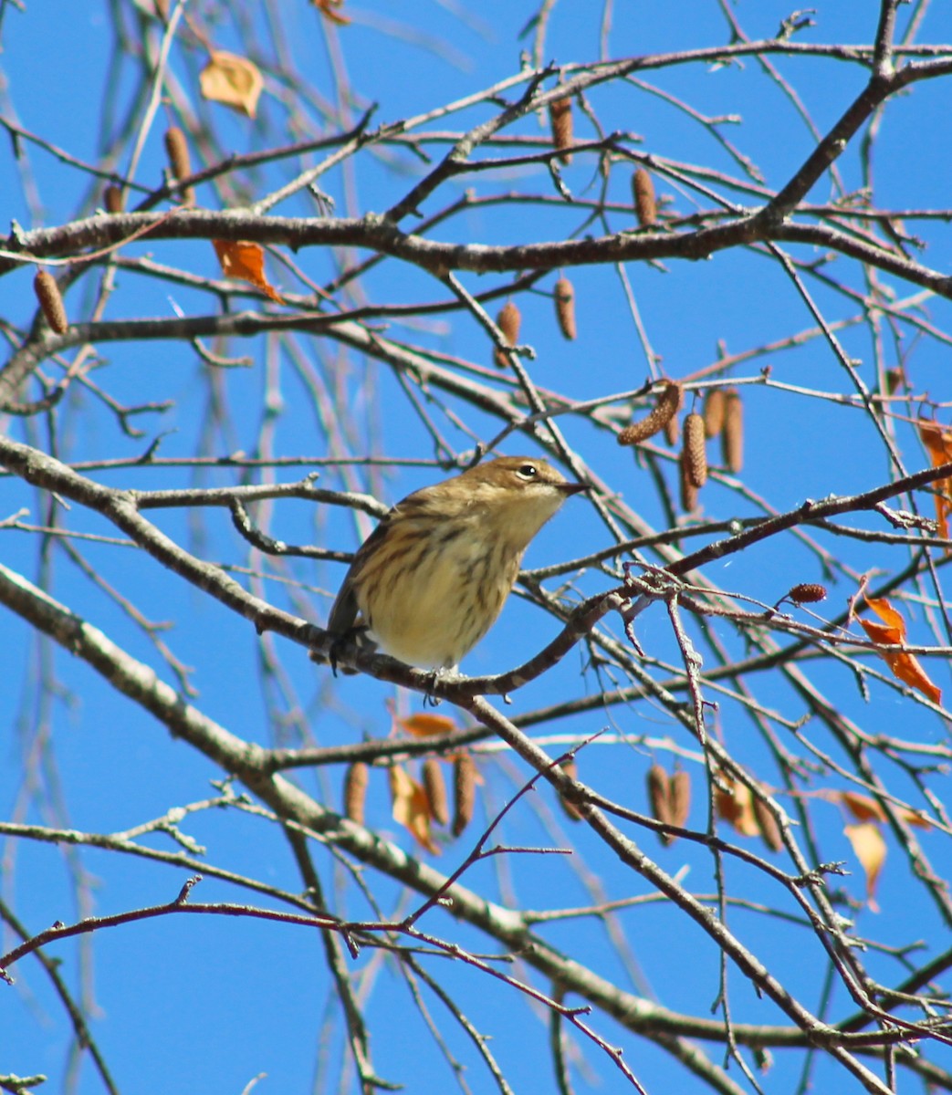 Yellow-rumped Warbler - ML642228505