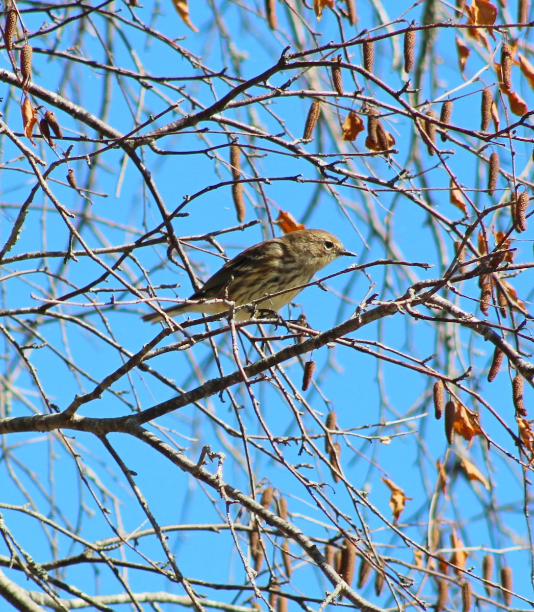 Yellow-rumped Warbler - ML642228506