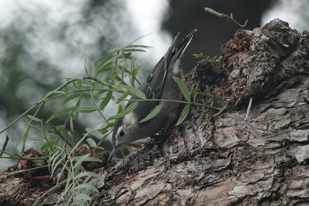 White-breasted Nuthatch - ML642228507