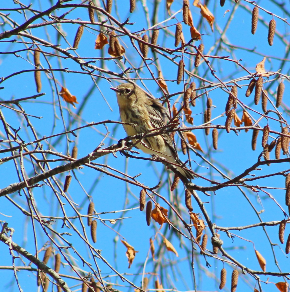 Yellow-rumped Warbler - ML642228509