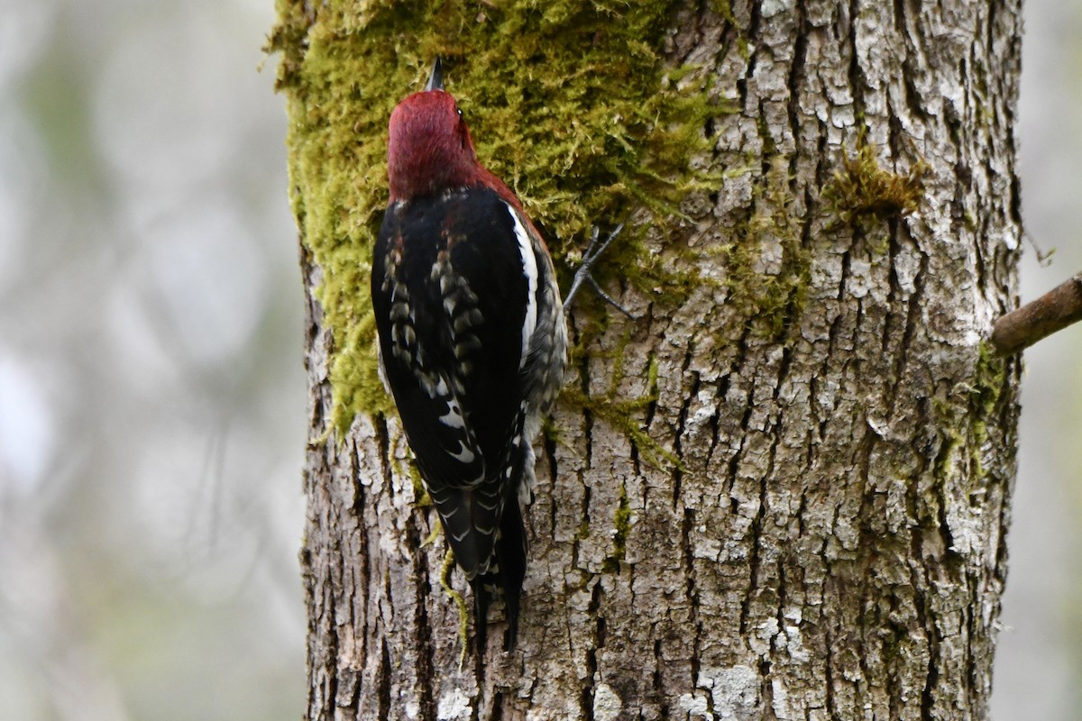 Red-breasted Sapsucker - ML642228513