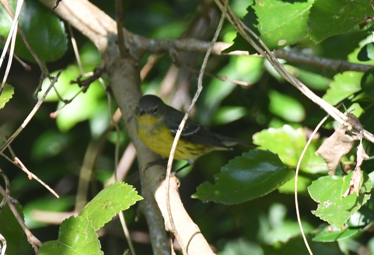 Magnolia Warbler - ML642228515