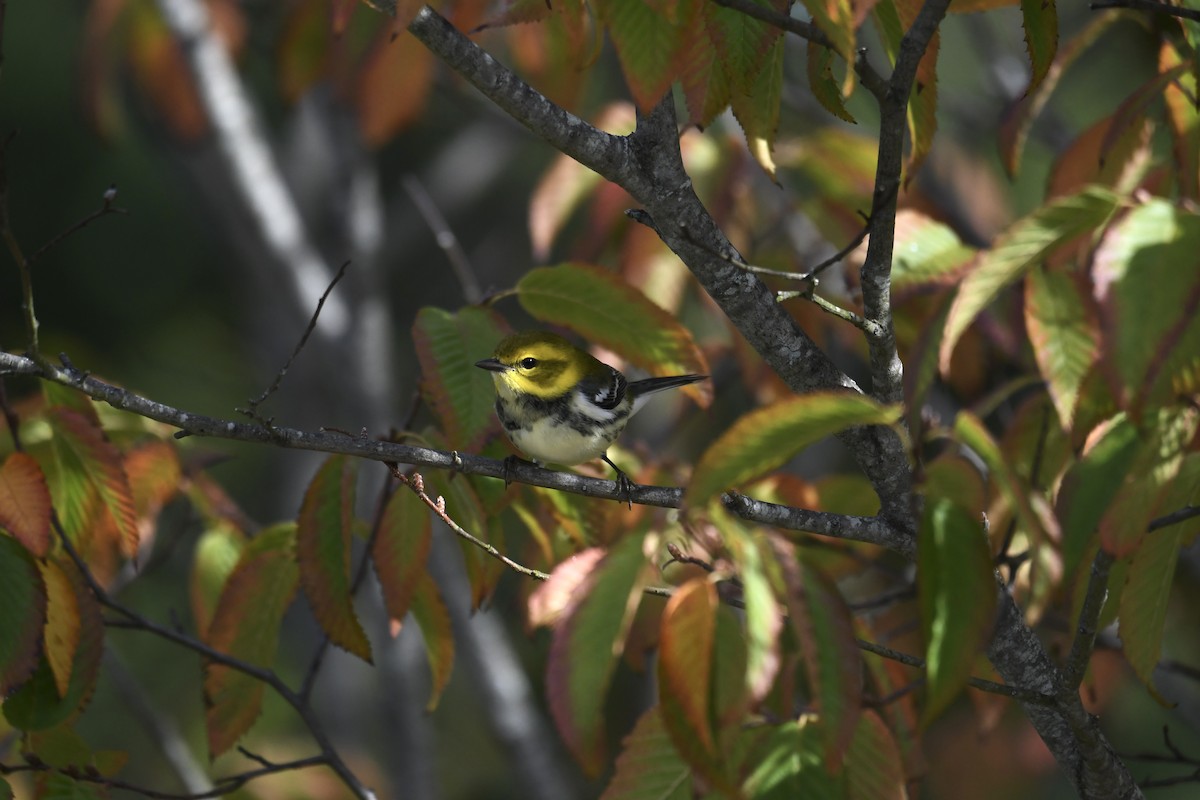 Black-throated Green Warbler - ML642228516