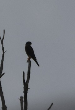 Sharp-shinned Hawk - ML642228519