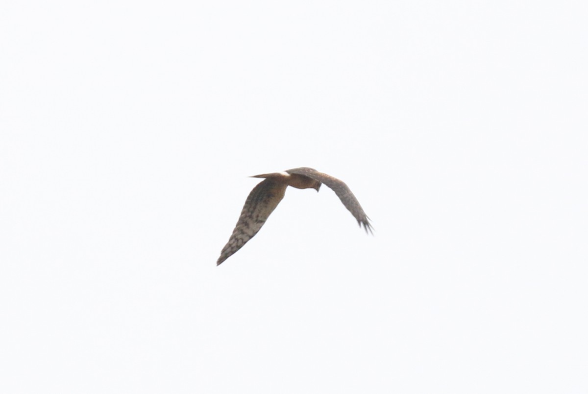 Northern Harrier - ML642228546