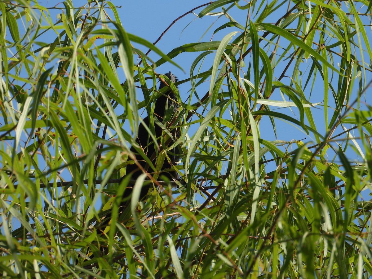 Groove-billed Ani - ML642228550