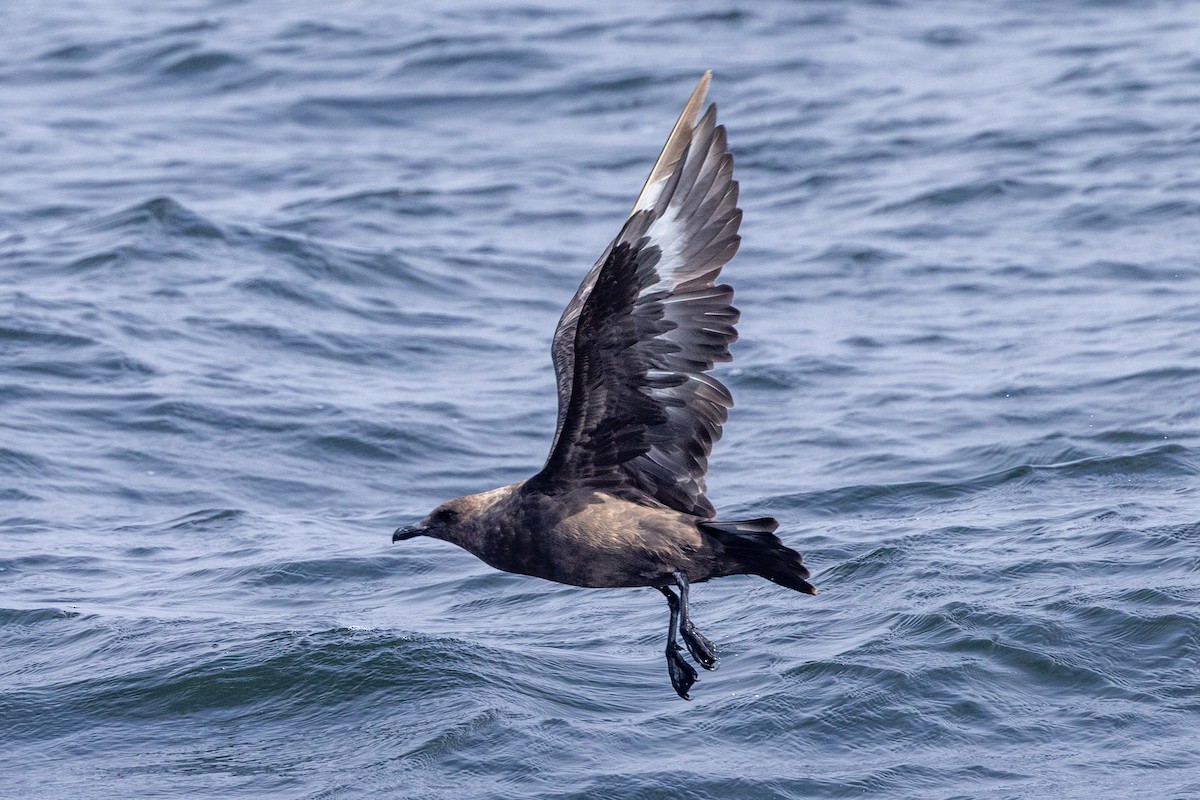 South Polar Skua - ML642228558