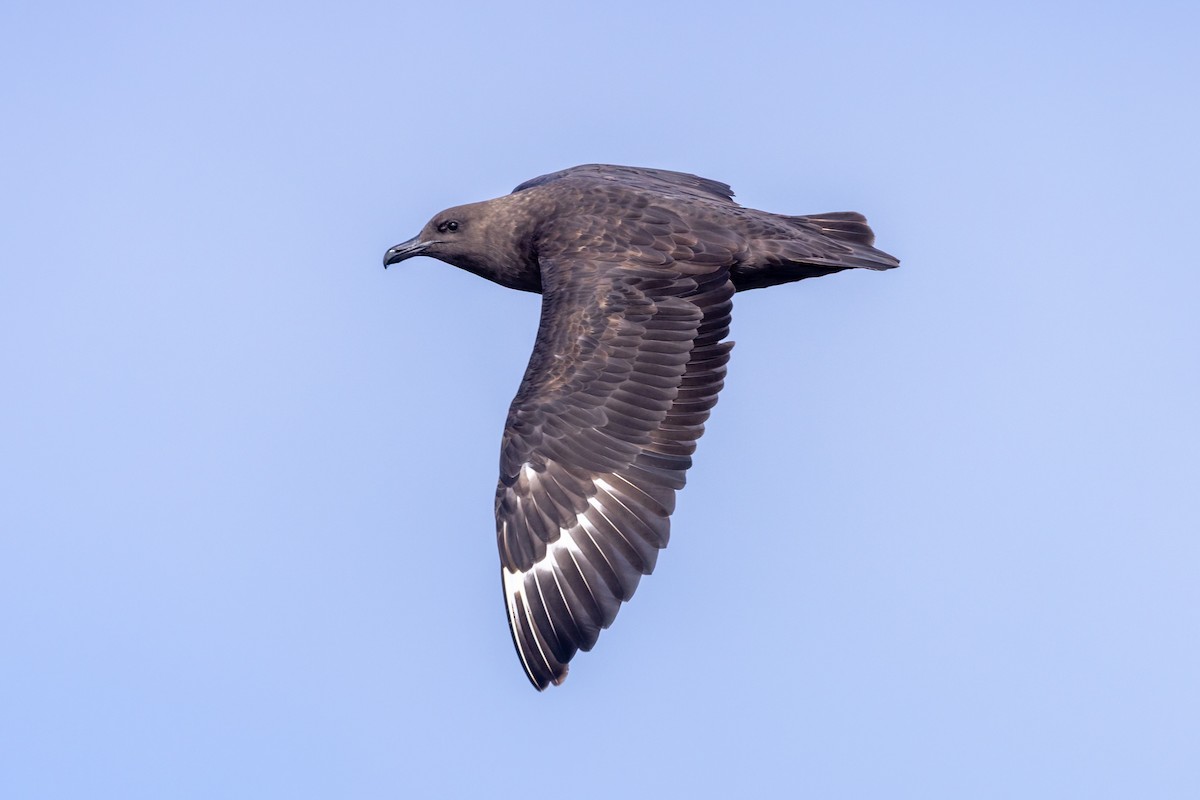 South Polar Skua - ML642228559
