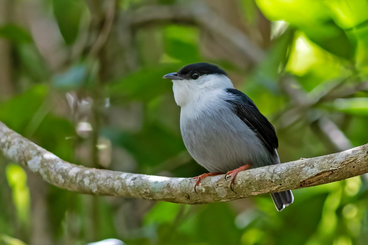 hvitskjeggmanakin - ML642228578