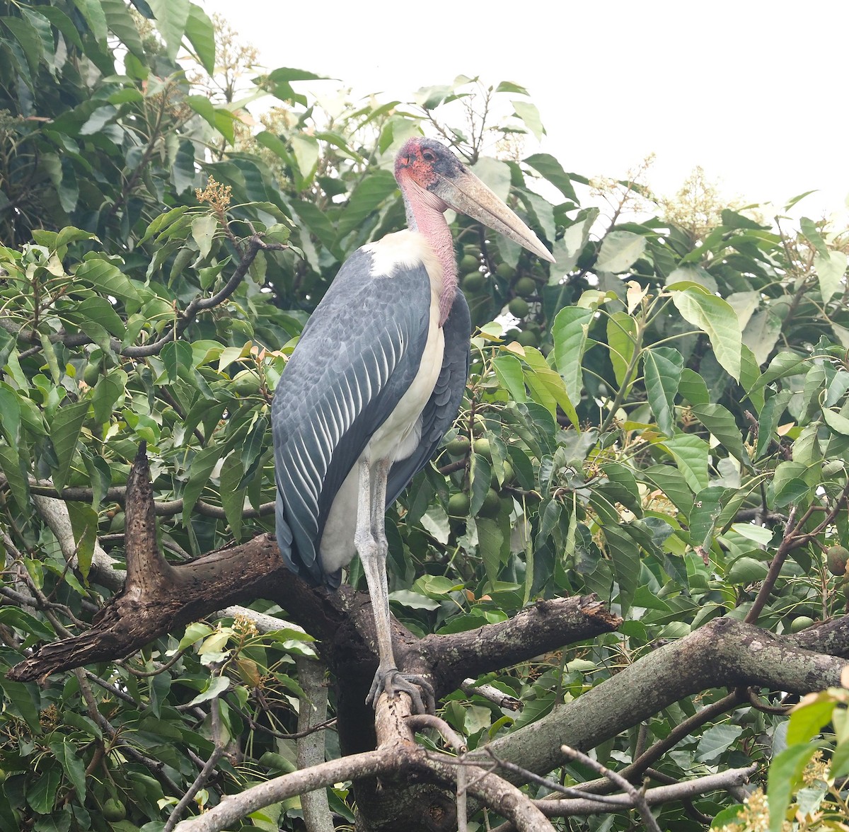 Marabu afrikarra - ML642228584