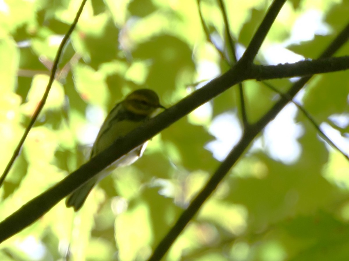 Black-throated Green Warbler - ML642228599