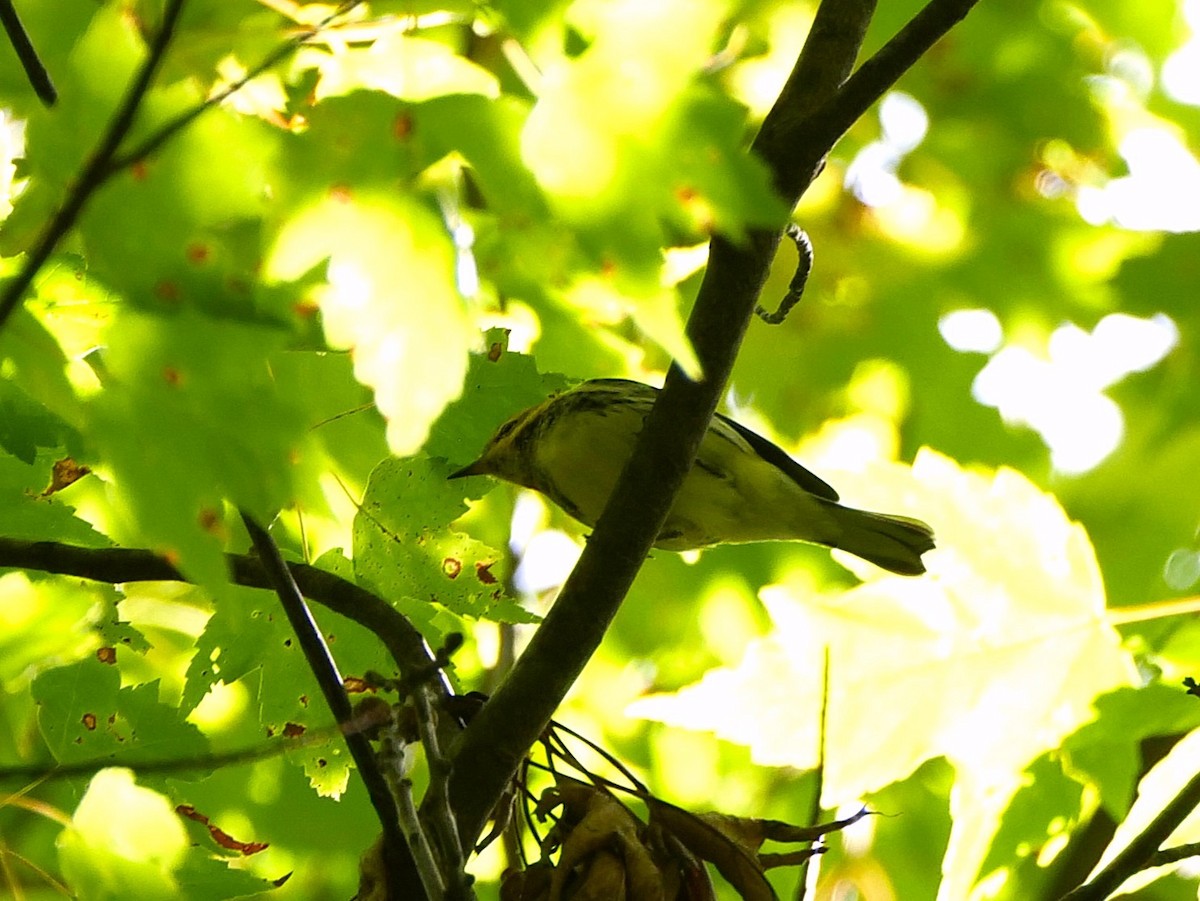 Black-throated Green Warbler - ML642228600