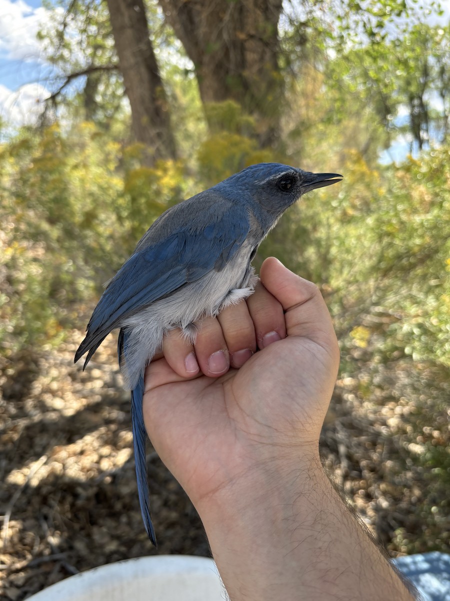 Woodhouse's Scrub-Jay - ML642228610