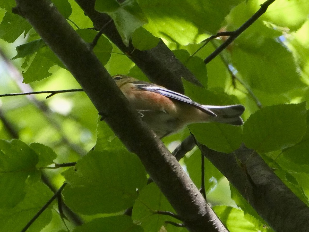 Bay-breasted Warbler - ML642228617