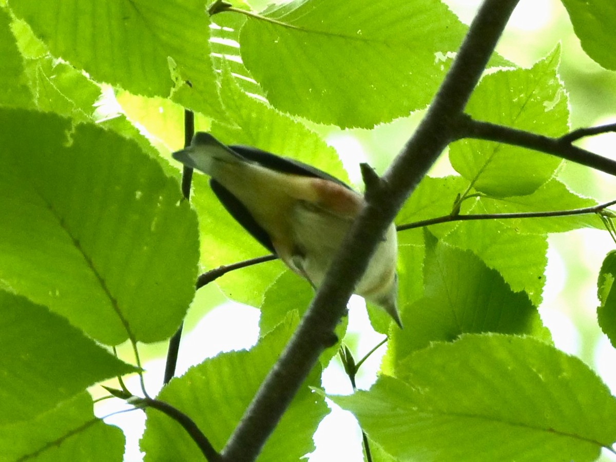 Bay-breasted Warbler - ML642228618
