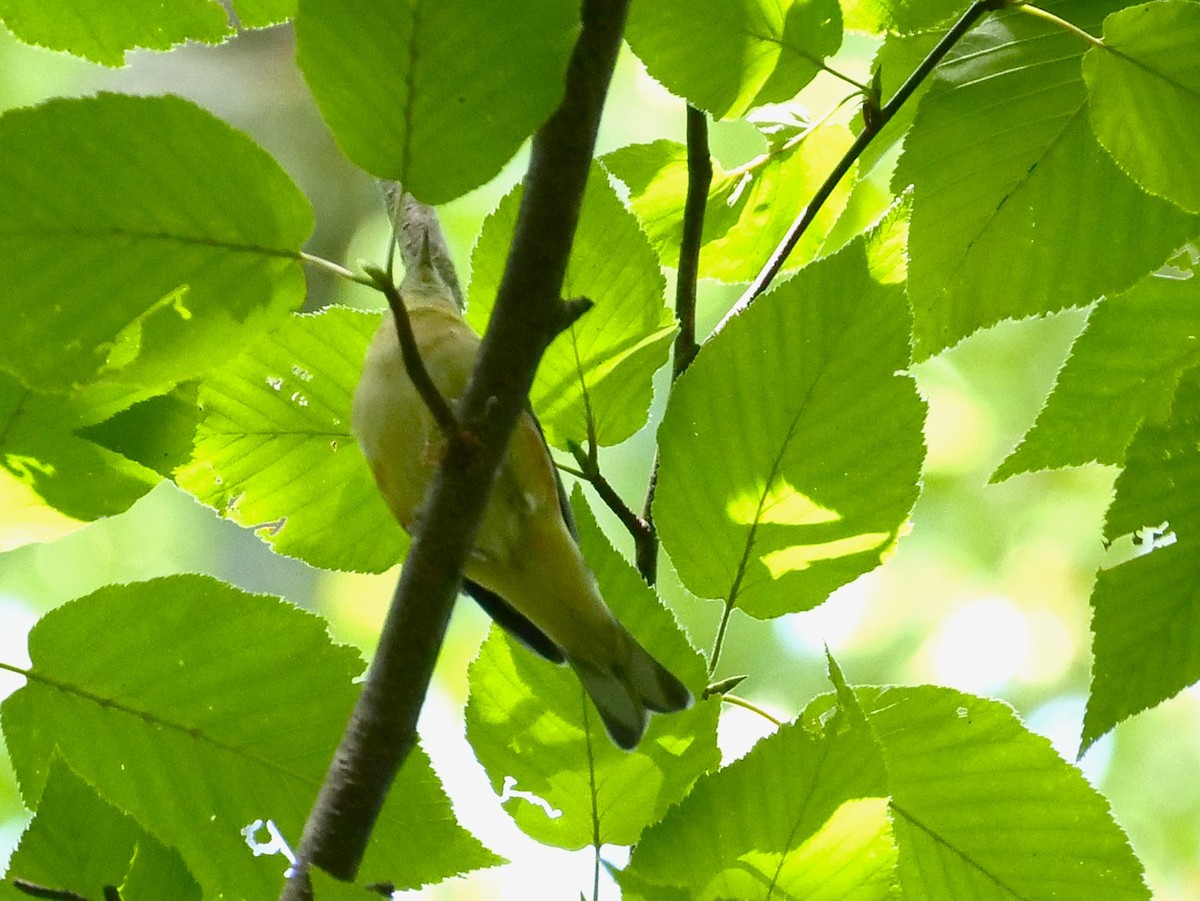 Bay-breasted Warbler - ML642228619