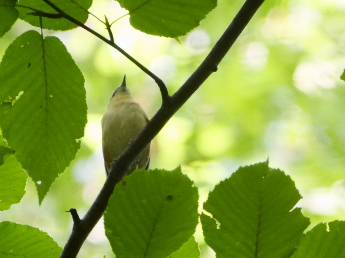 Bay-breasted Warbler - ML642228620