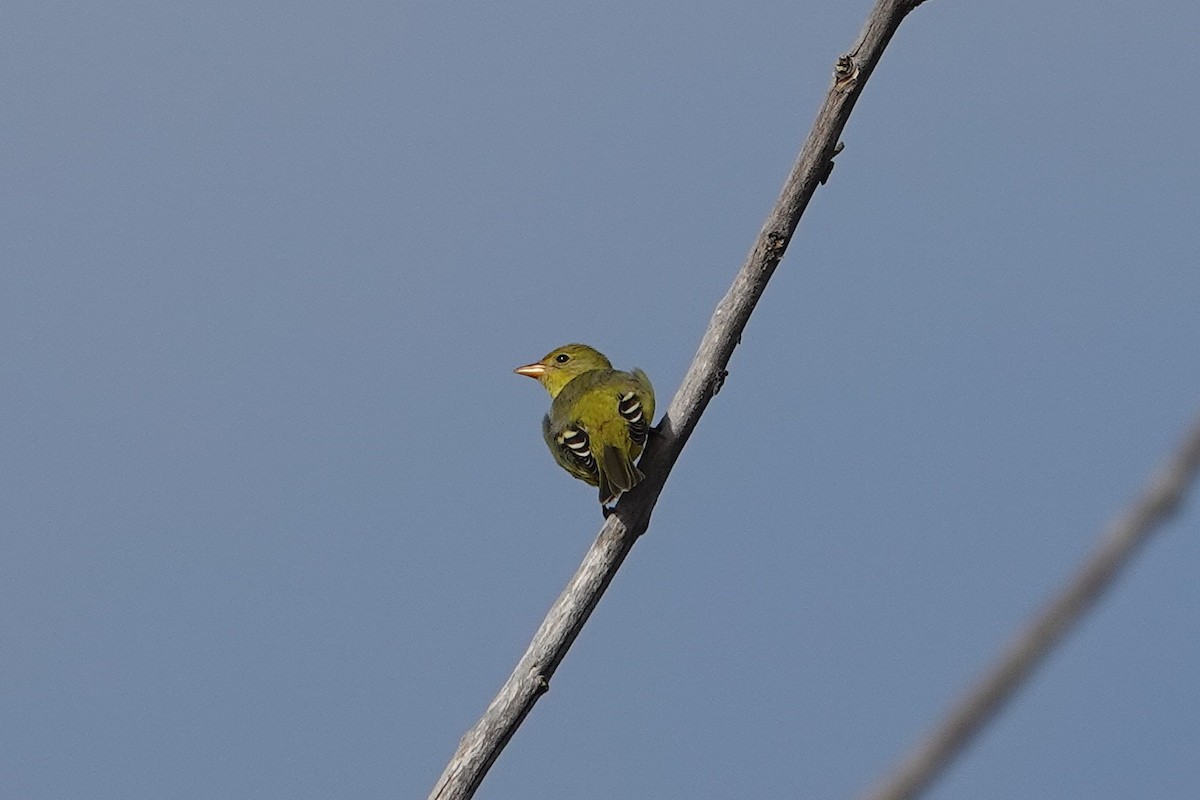 Western Tanager - ML642228625