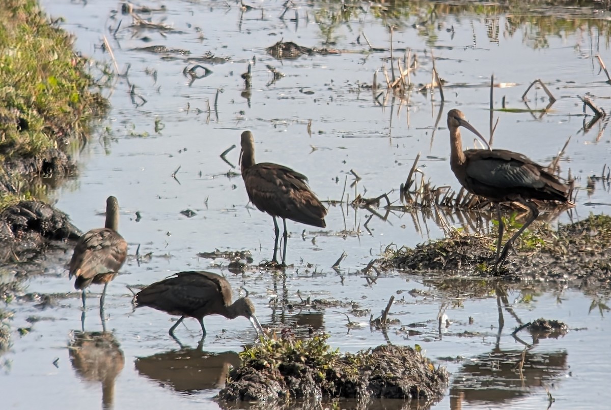 Glossy Ibis - ML642228662
