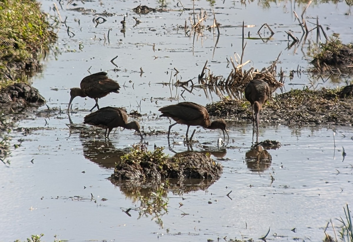 Glossy Ibis - ML642228663