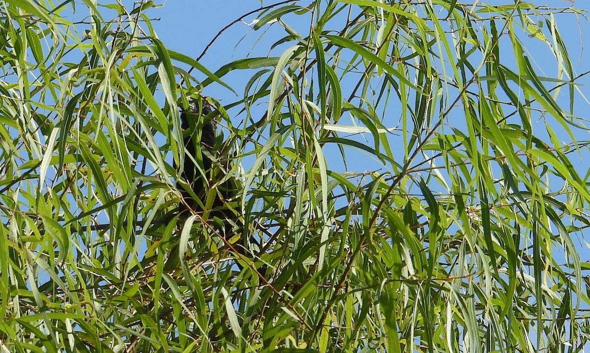 Groove-billed Ani - ML642228705