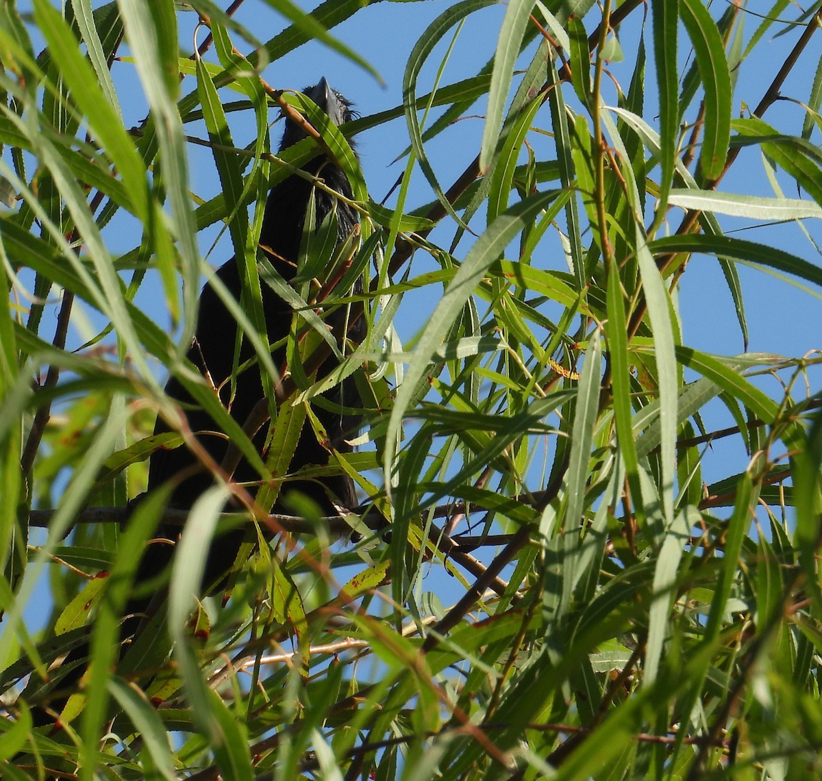 Groove-billed Ani - ML642228706
