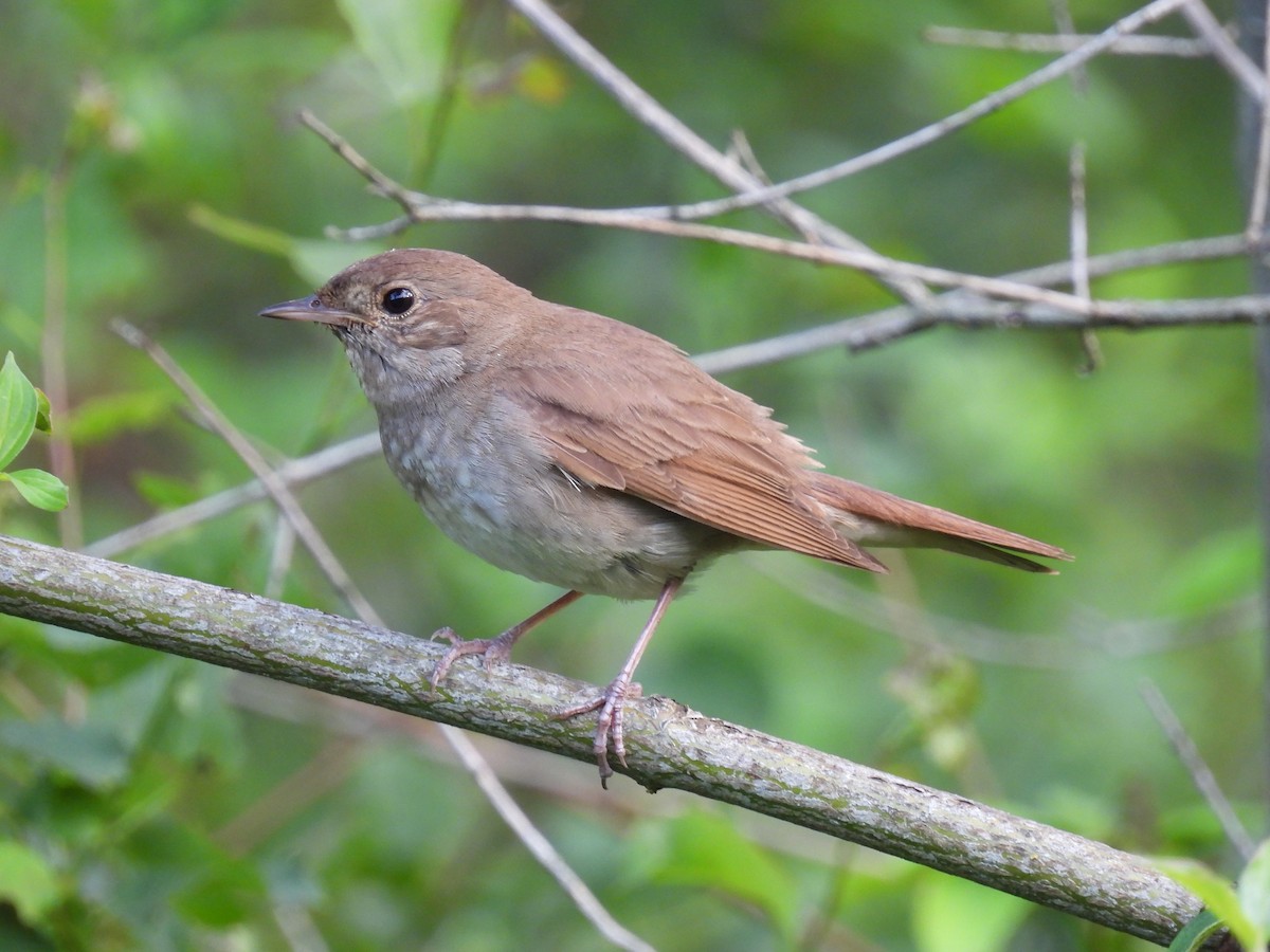 Thrush Nightingale - ML642228707