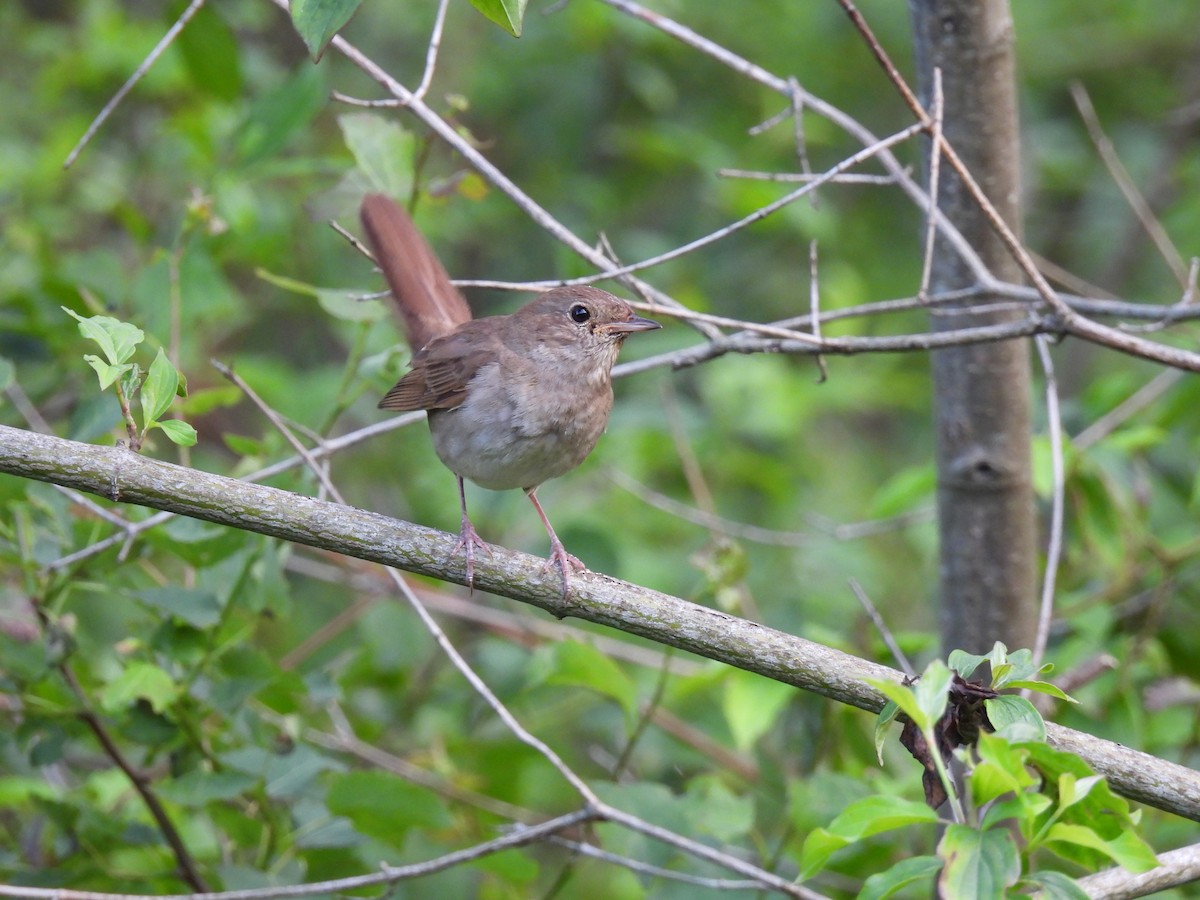 Thrush Nightingale - ML642228708
