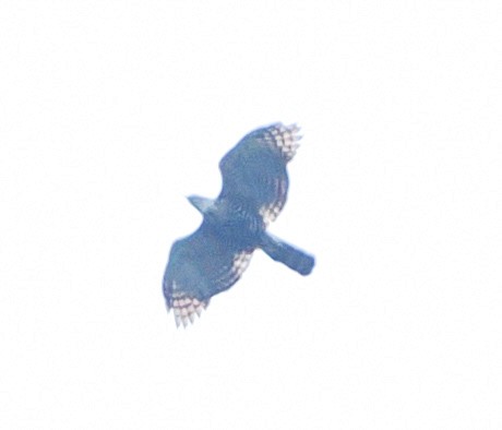 Spizaetus sp. - ML642228710