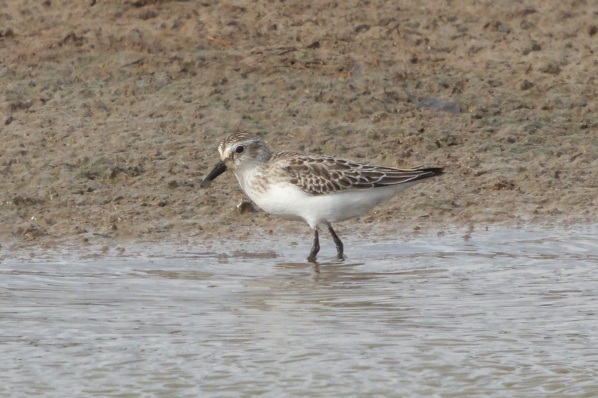 Semipalmated Sandpiper - ML642228731