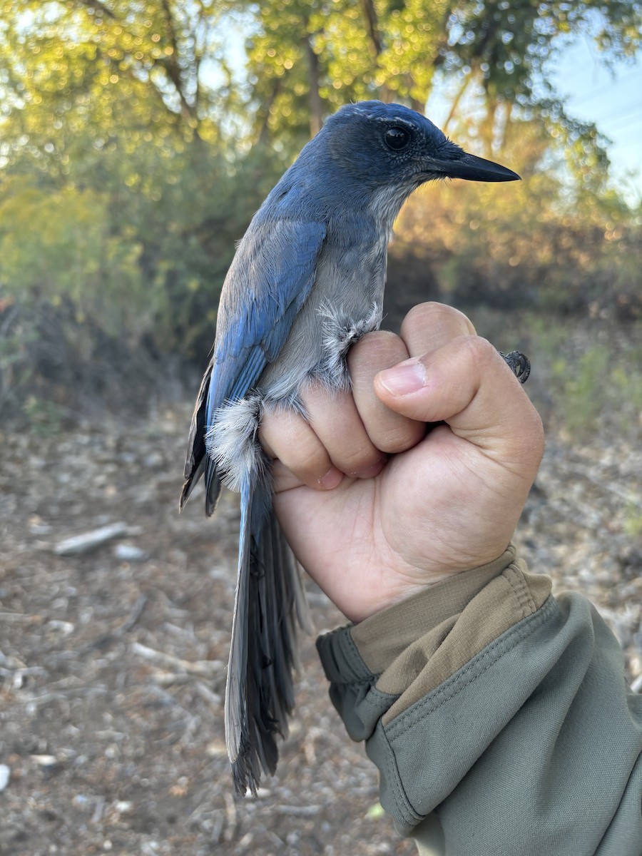 Woodhouse's Scrub-Jay - ML642228734
