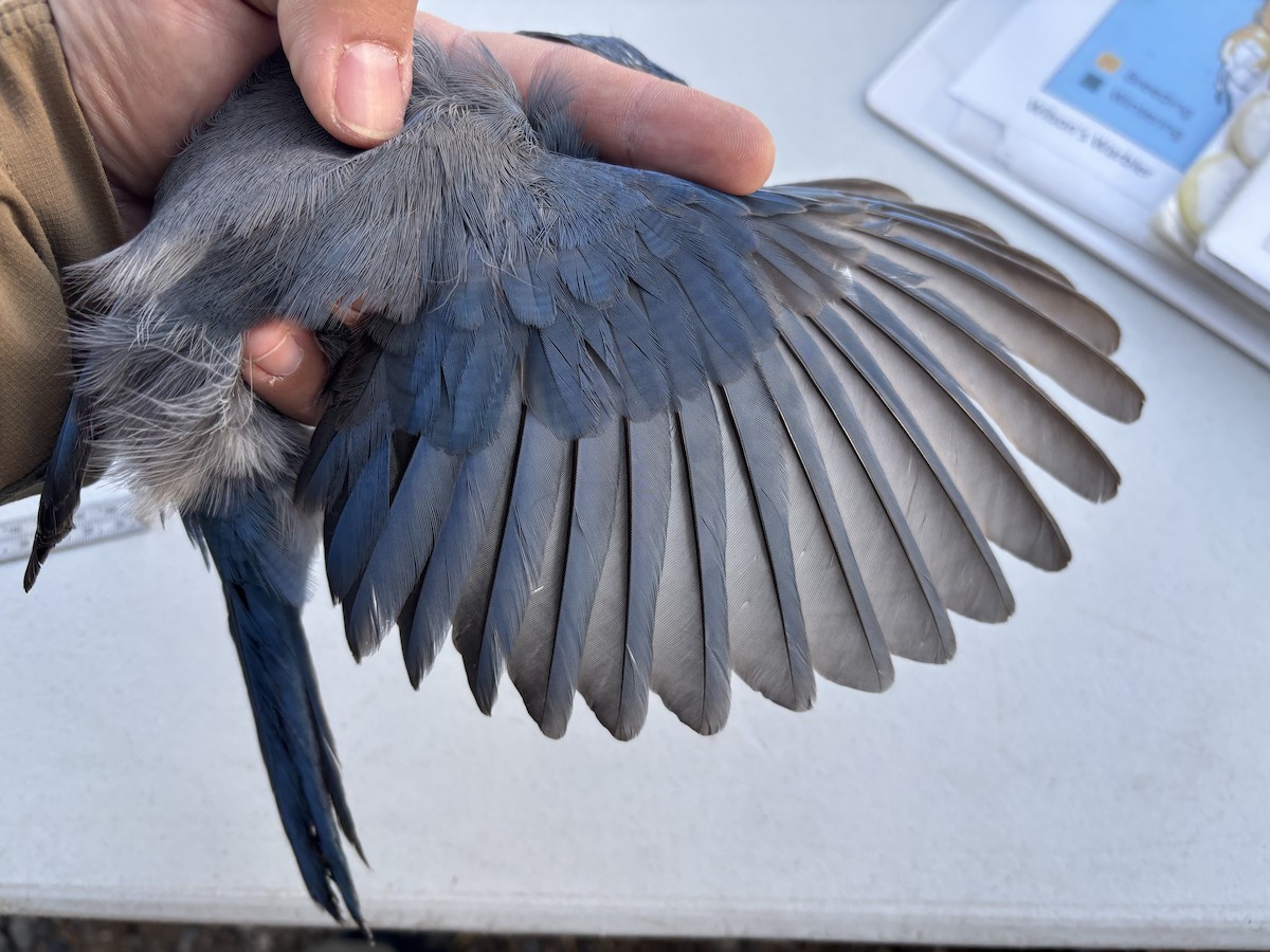 Woodhouse's Scrub-Jay - ML642228735