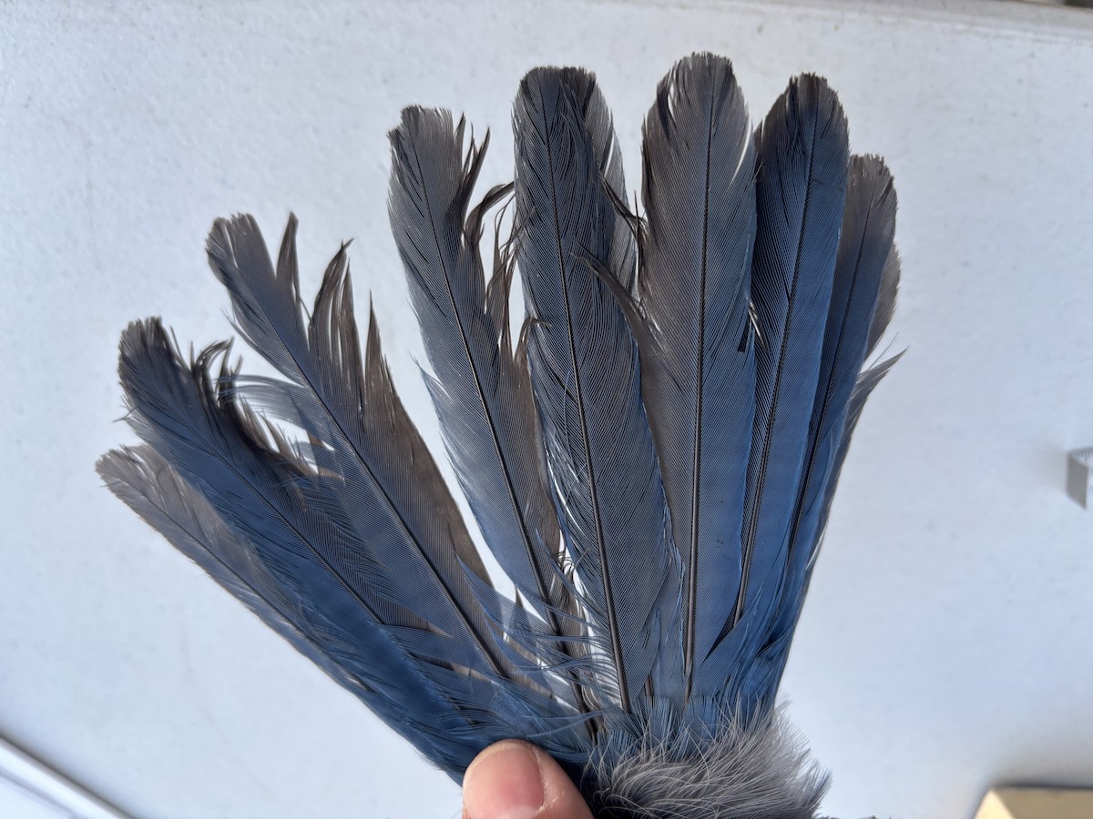 Woodhouse's Scrub-Jay - ML642228737