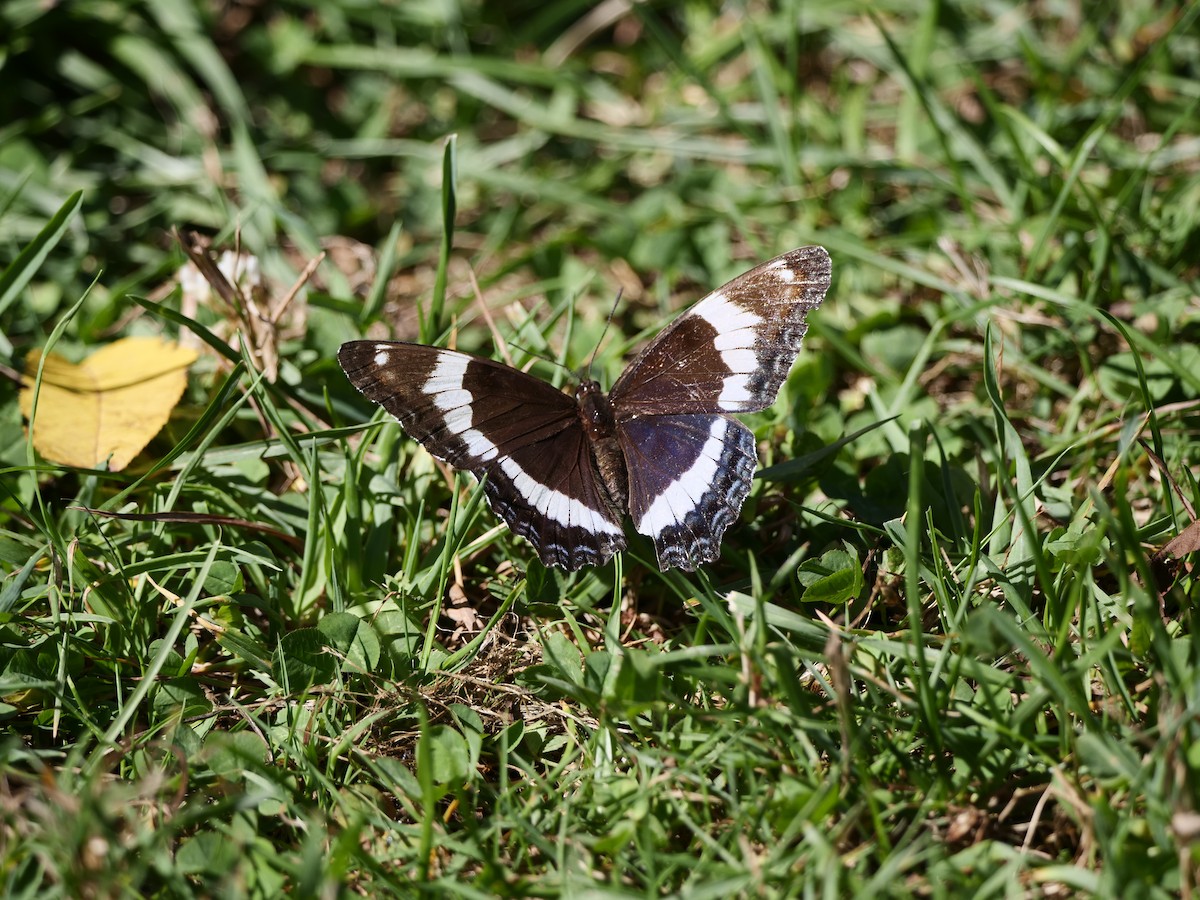 American White Admiral - ML642228752