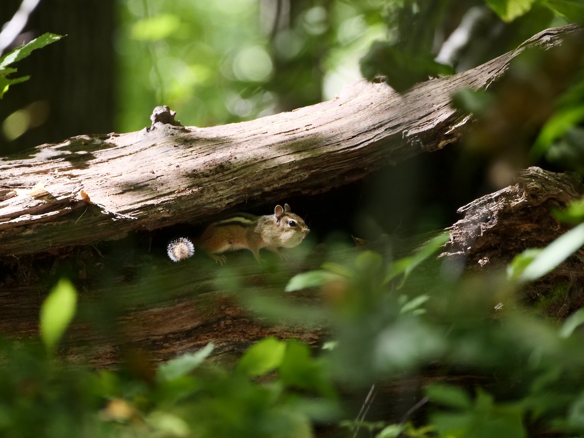 Eastern Chipmunk - ML642228753