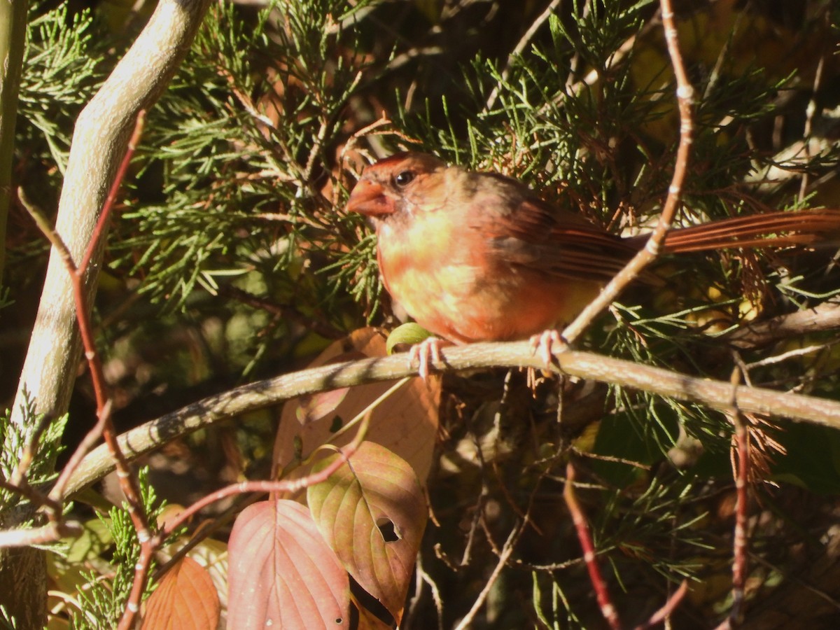 Northern Cardinal - ML642228754