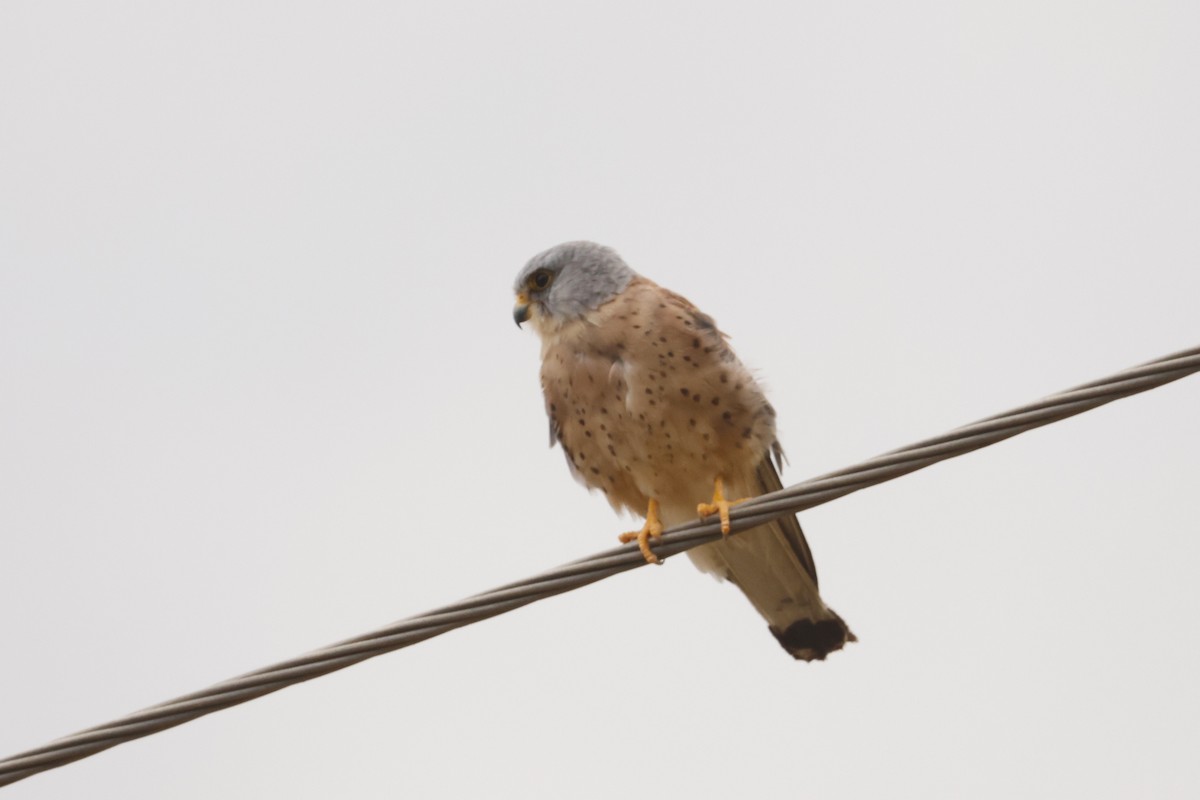 Lesser Kestrel - ML642228781