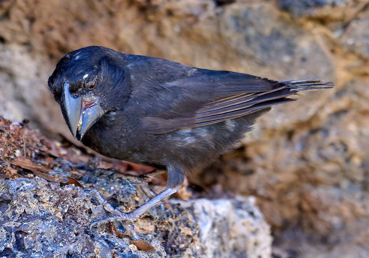 Large Ground-Finch - ML642228790