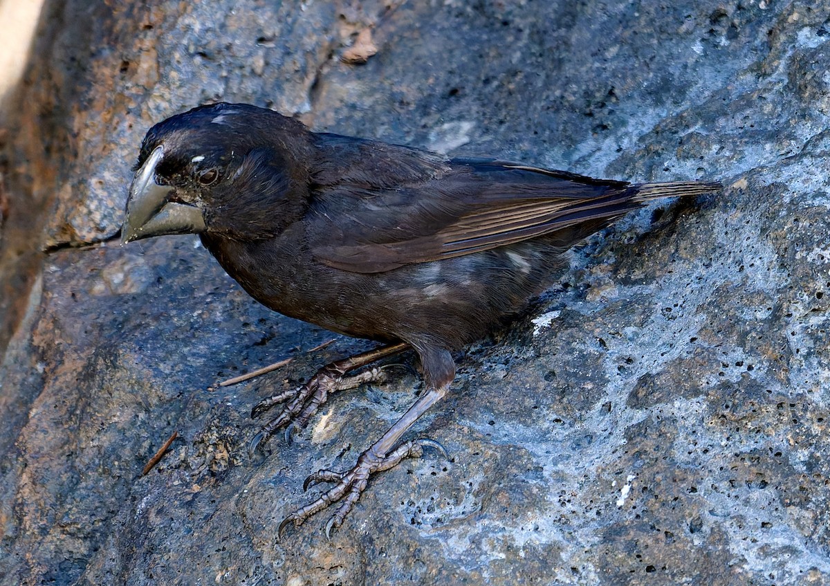 Large Ground-Finch - ML642228791