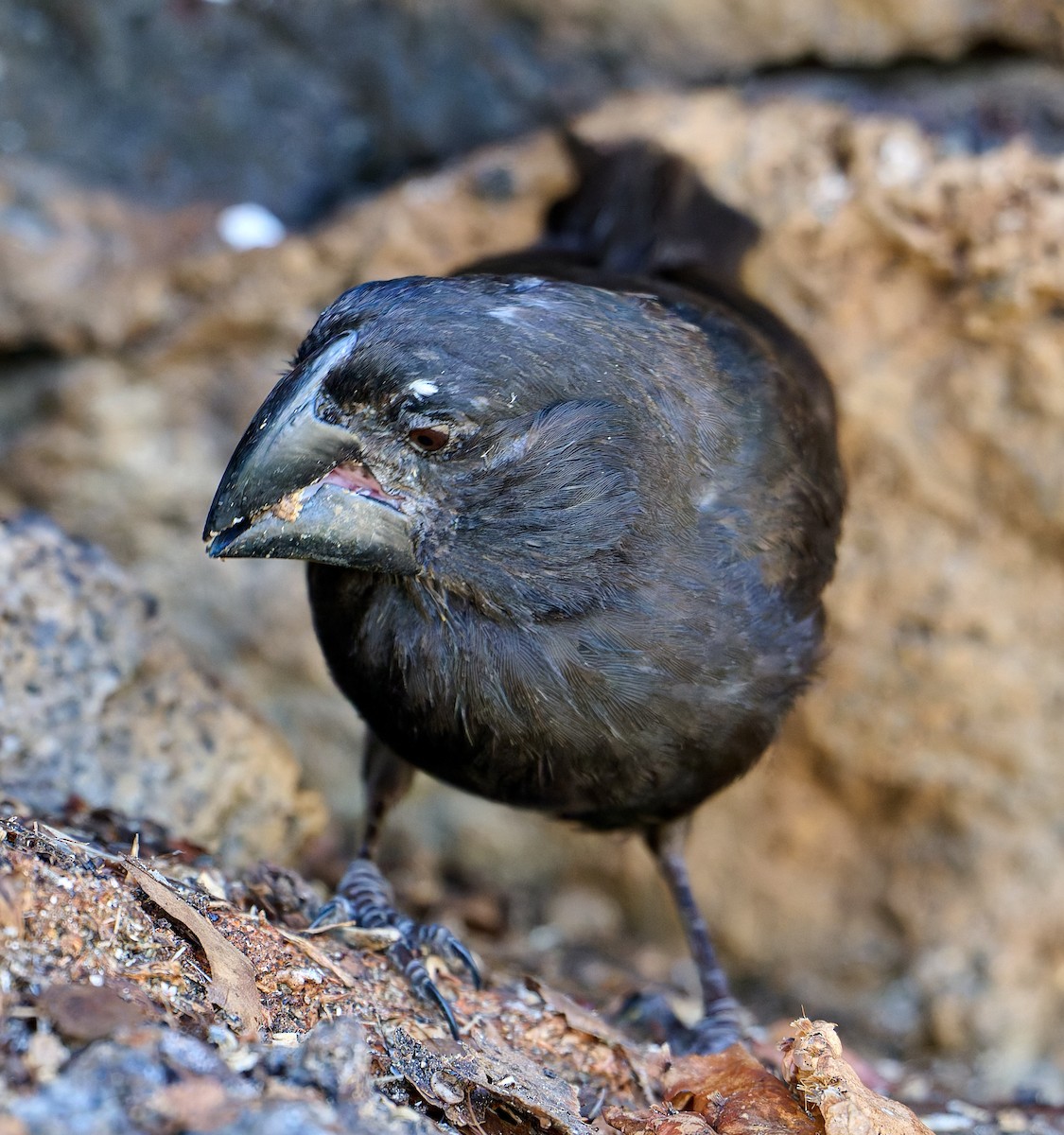 Large Ground-Finch - ML642228792