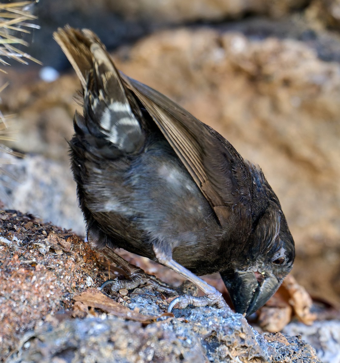 Large Ground-Finch - ML642228793