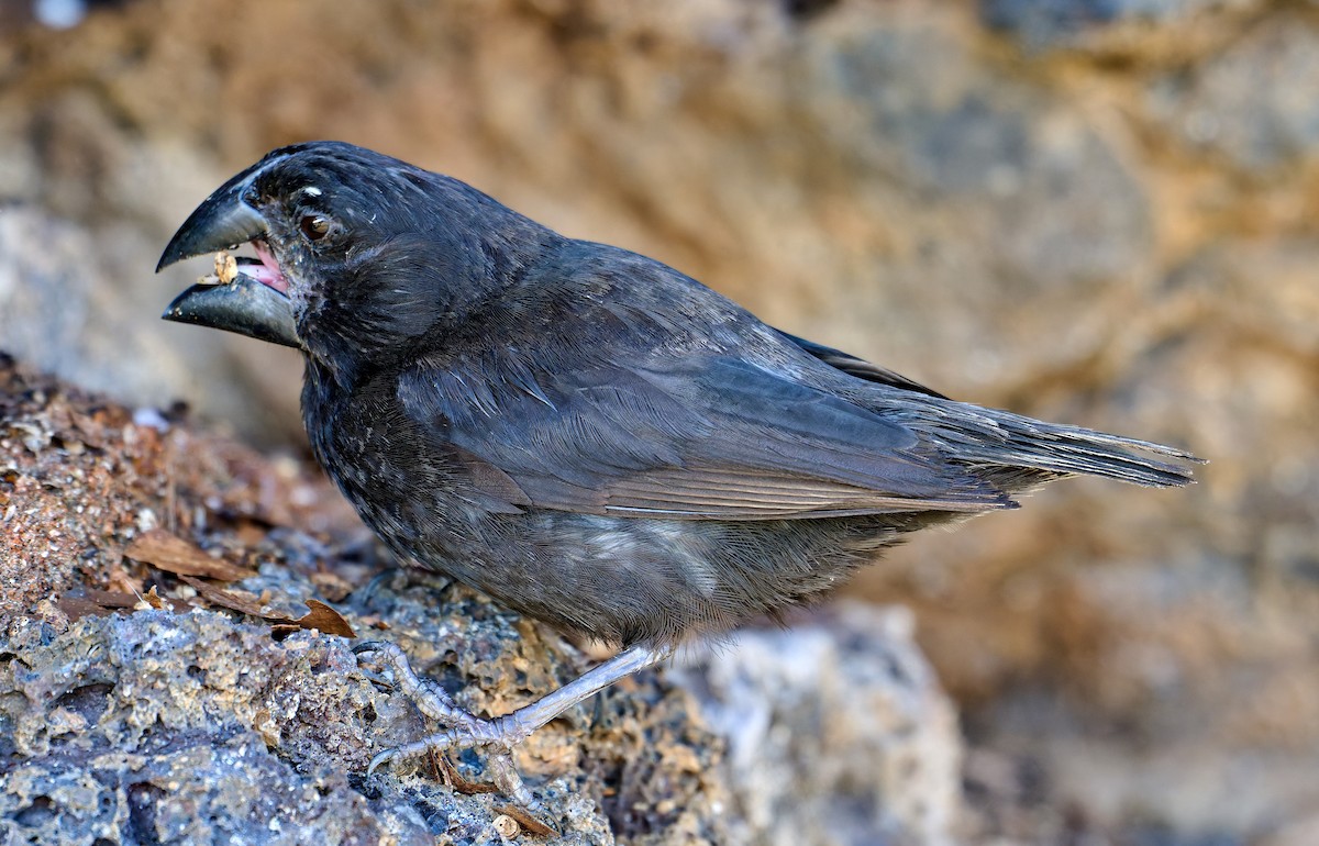 Large Ground-Finch - ML642228794